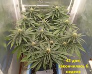 42 дн_6 нд (1).jpg