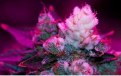 1765717751265.png 1765717751265.png