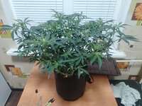 IMG_20251214_015533.jpg IMG_20251214_015533.jpg