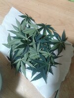 IMG_20251214_020419.jpg IMG_20251214_020419.jpg