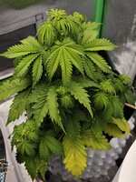 IMG_20251216_230236.jpg IMG_20251216_230236.jpg