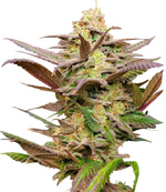 1766395703582.png 1766395703582.png