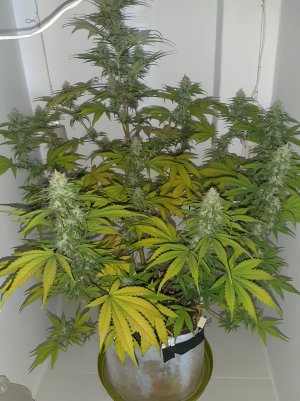 20220520_214901.jpg 20220520_214901.jpg