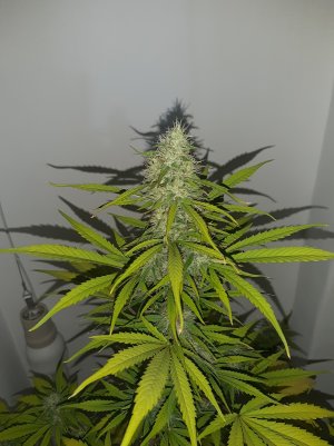 20220520_214845.jpg 20220520_214845.jpg