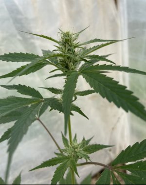 14мая(1).jpg 14мая(1).jpg