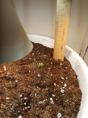 IMG_20220506_181412_8.jpg IMG_20220506_181412_8.jpg