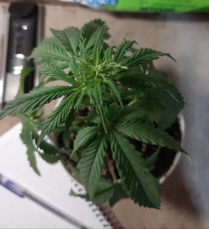 20220522_115616.jpg 20220522_115616.jpg