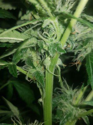 20220522_115140_optimized.jpg 20220522_115140_optimized.jpg