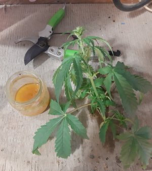 20220522_115403.jpg 20220522_115403.jpg