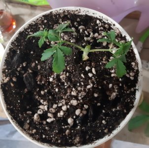 20220522_115338.jpg 20220522_115338.jpg