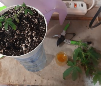 20220522_115421.jpg 20220522_115421.jpg