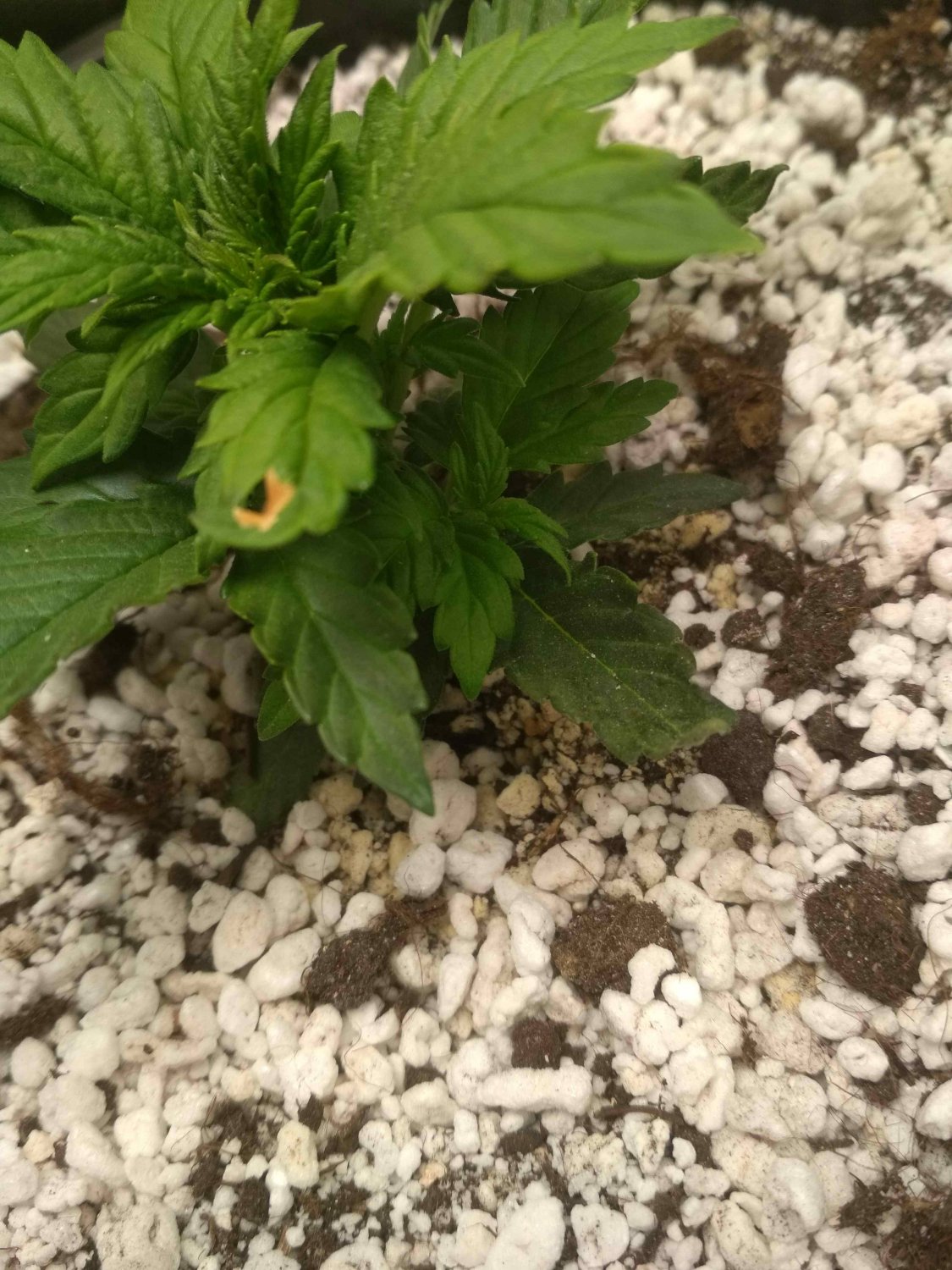 IMG_20220525_033139.jpg IMG_20220525_033139.jpg