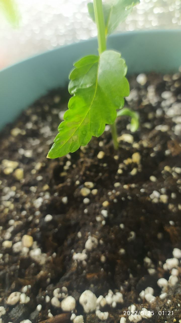 photo_2022-05-25_11-31-52 (2).jpg photo_2022-05-25_11-31-52 (2).jpg