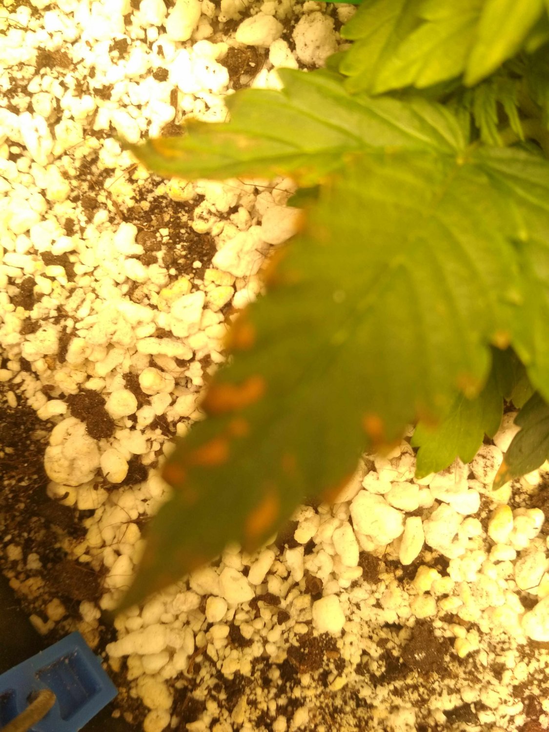 IMG_20220526_093555.jpg IMG_20220526_093555.jpg