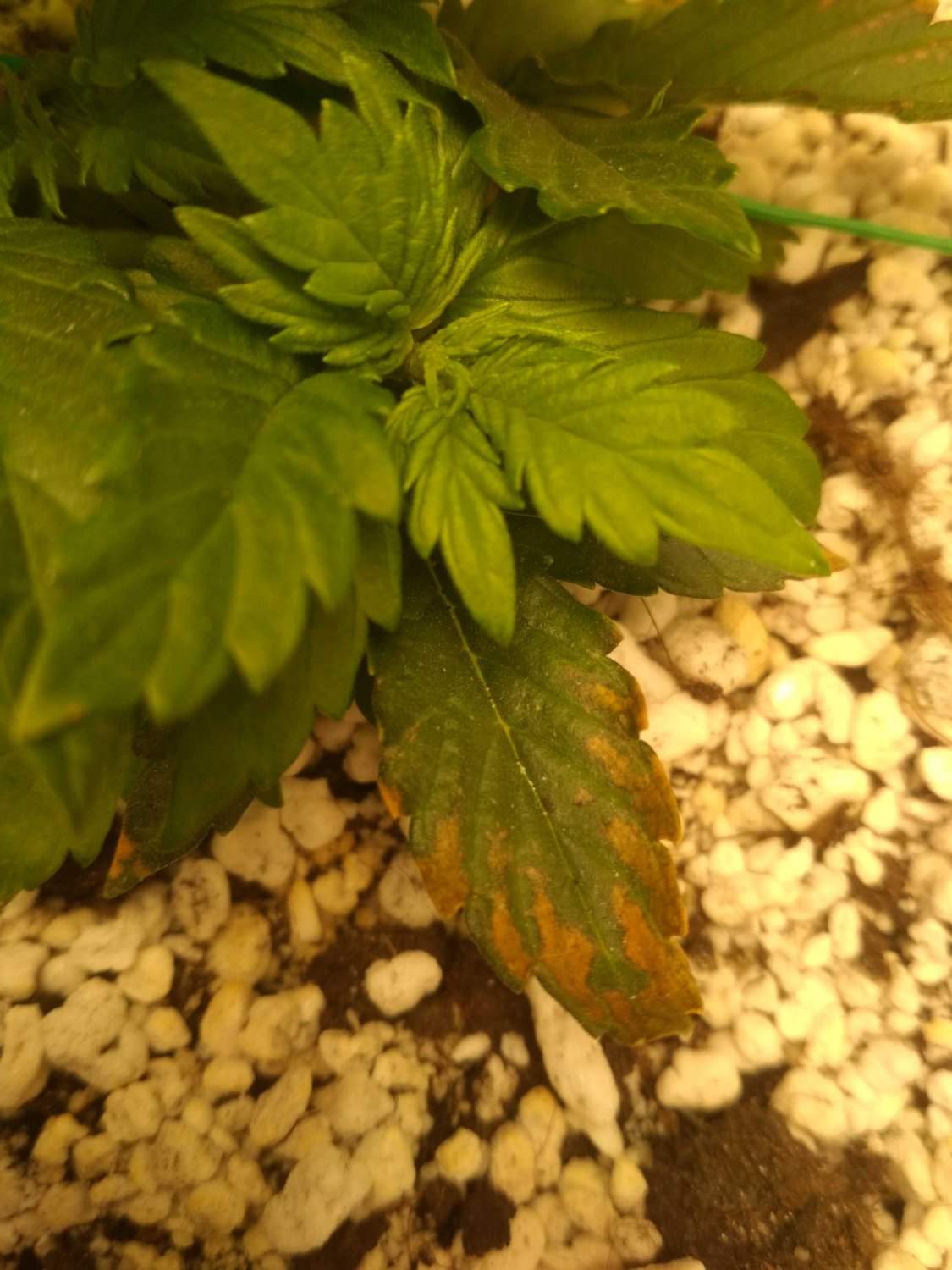 IMG_20220526_093620.jpg IMG_20220526_093620.jpg