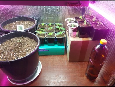 IMG_20220527_174858.jpg IMG_20220527_174858.jpg