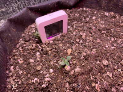 33C33DCC-F30E-419E-BE96-35D9E1004F22.jpeg 33C33DCC-F30E-419E-BE96-35D9E1004F22.jpeg