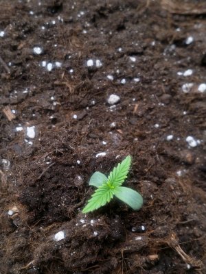 IMG_20220530_120657_248.jpg IMG_20220530_120657_248.jpg