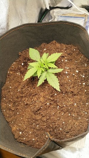 IMG_20220530_120940_930.jpg IMG_20220530_120940_930.jpg