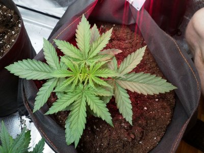 IMG_20220530_120954_323.jpg IMG_20220530_120954_323.jpg