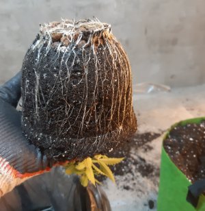 20220530_161951.jpg 20220530_161951.jpg