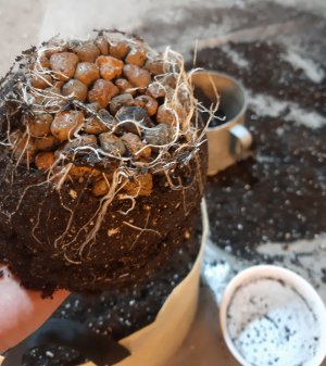 20220531_102122.jpg 20220531_102122.jpg