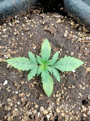 WhatsApp Image 2022-05-31 at 07.42.07.jpeg WhatsApp Image 2022-05-31 at 07.42.07.jpeg