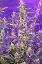 DSC09067.JPG DSC09067.JPG