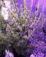 DSC09066.JPG DSC09066.JPG