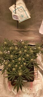 IMG_20251225_180324_956.jpg IMG_20251225_180324_956.jpg