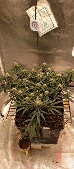 IMG_20251225_180322_256.jpg IMG_20251225_180322_256.jpg