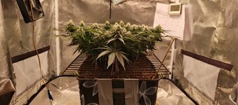 IMG_20251225_180319_955.jpg IMG_20251225_180319_955.jpg