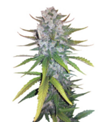 1766828606606.png 1766828606606.png