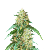 1766828622445.png 1766828622445.png