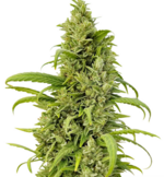 1766844072434.png 1766844072434.png