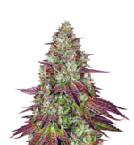 1766918710307.png 1766918710307.png