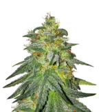 1766918725543.png 1766918725543.png