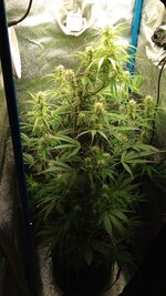 1767033463994.jpg 1767033463994.jpg