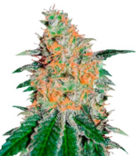 1767347321352.png 1767347321352.png