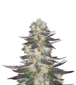 1767347334490.png 1767347334490.png