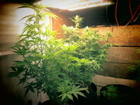 для каннаелки.JPG