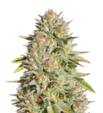 1767526132615.png 1767526132615.png