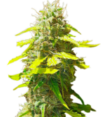 1767526147561.png 1767526147561.png