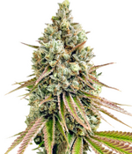 1767546606596.png 1767546606596.png