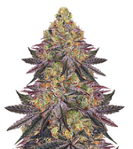 1767546627796.png 1767546627796.png