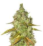 1767621628710.png 1767621628710.png