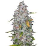 1767711021805.png 1767711021805.png