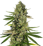 1767711070170.png 1767711070170.png