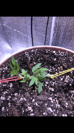 IMG_2659.png IMG_2659.png