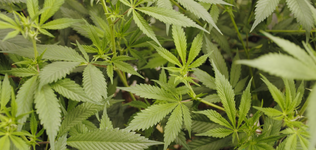 1767804455603.png 1767804455603.png